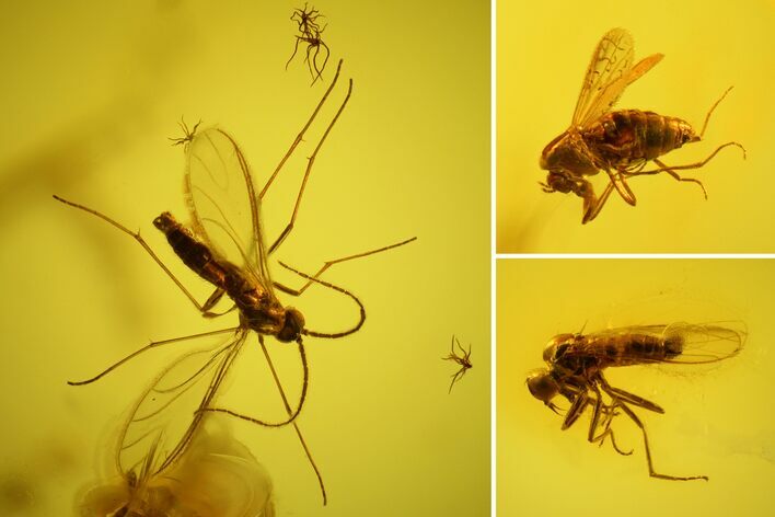 Three Flies (Chironomidae, Sciaridae & Empididae) in Baltic Amber #163460